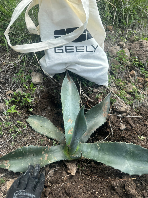 Geely y Pronatura refuerzan su alianza ambiental con reforestación en Teotihuacán